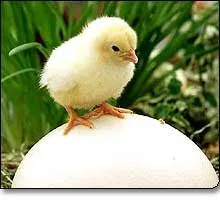tu bonito estado te amo mi pollito mi nina bonita mi hermosa sabe que ... tu bonito estado te amo mi pollito mi nina bonita mi hermosa sabe que ...