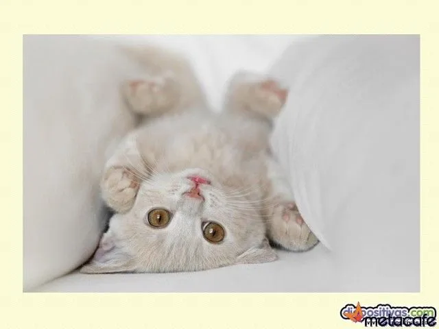 bonito Imágenes de gatitos tiernos para compartir y fondos de ...