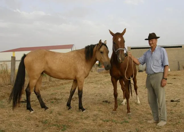 bonitos caballos, MALVA