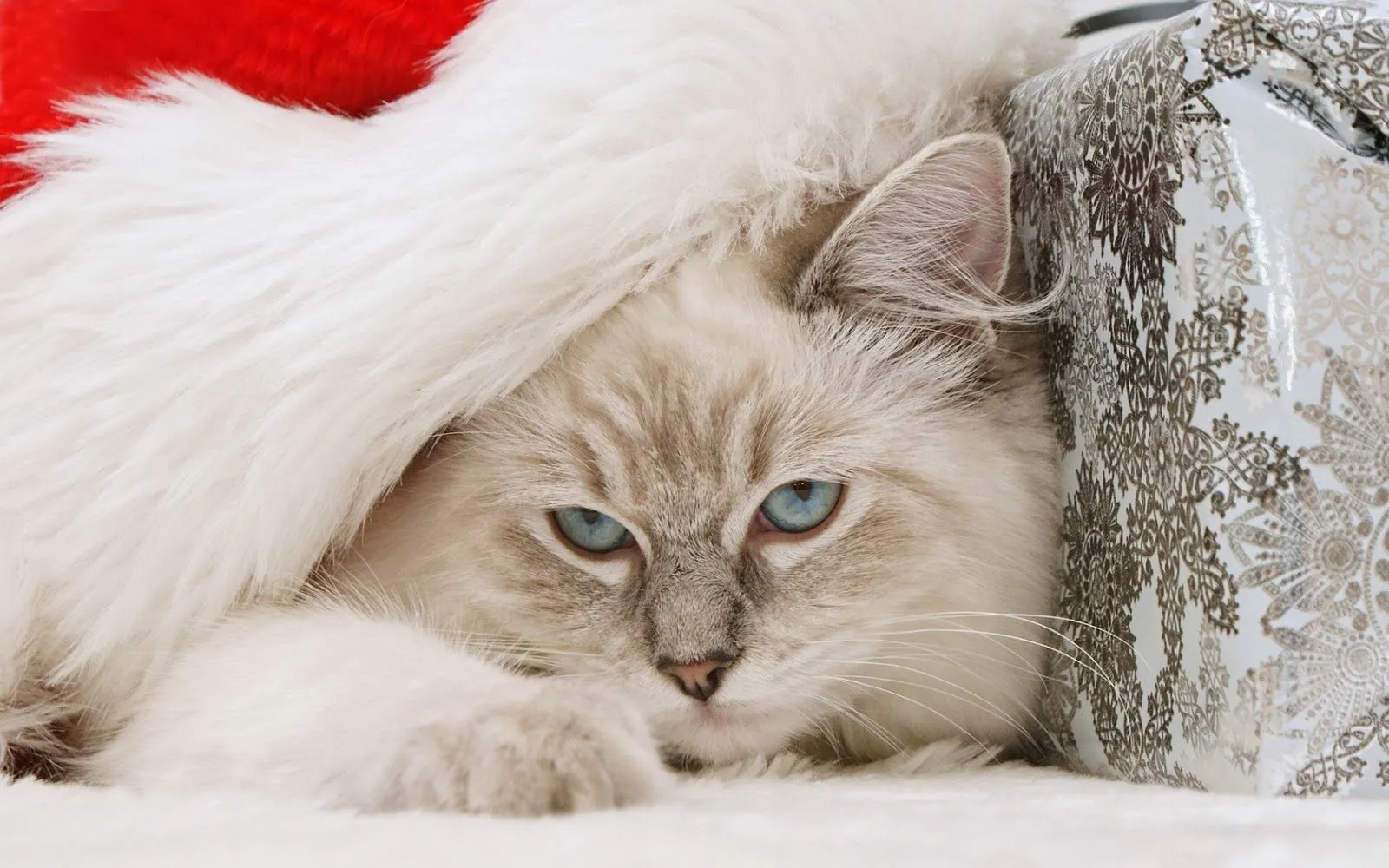 Bonitos gatitos de navidad - Fotos Bonitas de Amor | Imágenes ... Bonitos gatitos de navidad - Fotos Bonitas de Amor | Imágenes ...