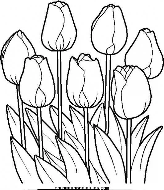 Bonitos-tulipanes-para- ...