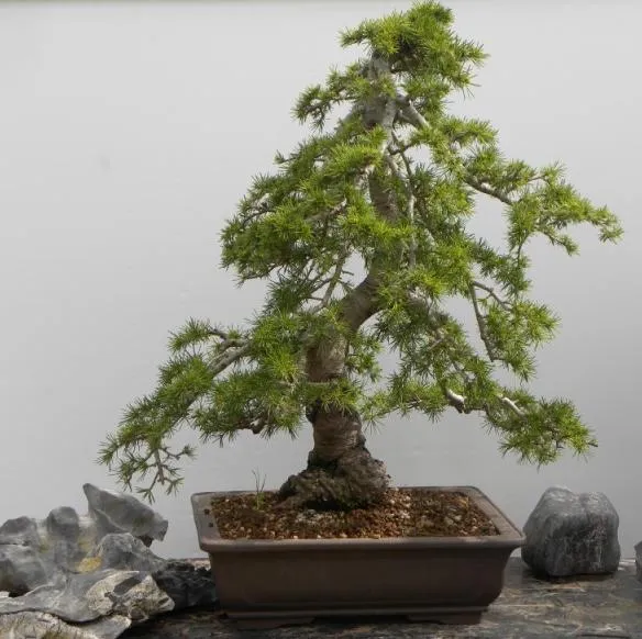 Bonsai Center Sopelana: CEDRO VERDADERO