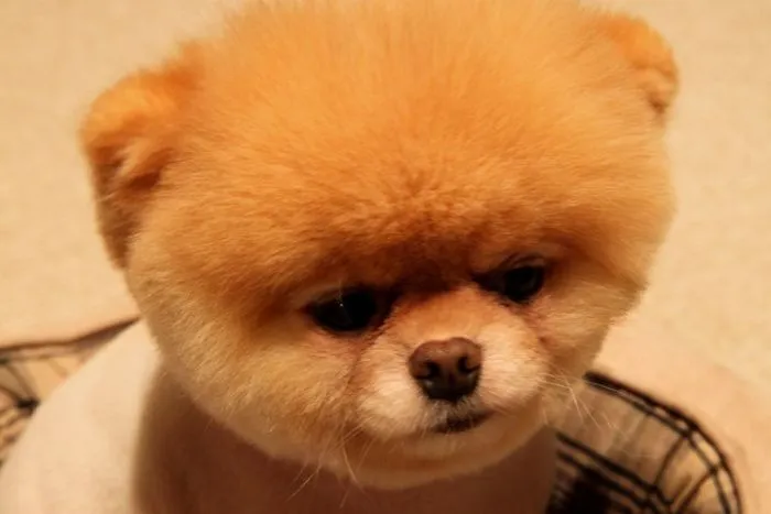 Boo, el cachorro pomerania más lindo ~ A.H.C.M.