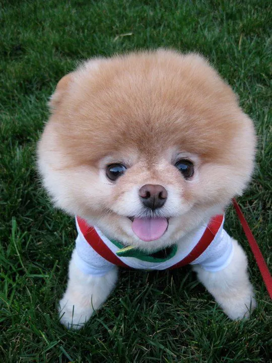 Boo es considerado el perro más bonito del mundo | El Diario Ecuador Boo es considerado el perro más bonito del mundo | El Diario Ecuador