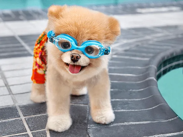boo-el-perro-mas-bonito-del-mundo-raza-pomeriana-toy-wallpaper-hd ... boo-el-perro-mas-bonito-del-mundo-raza-pomeriana-toy-wallpaper-hd ...