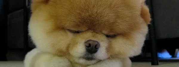 Boo, el perro más 'mono' del mundo suma 1,8 millones de fan - Taringa! Boo, el perro más 'mono' del mundo suma 1,8 millones de fan - Taringa!