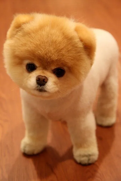Boo el lindo cachorro famoso de Facebook | Huroneo Boo el lindo cachorro famoso de Facebook | Huroneo