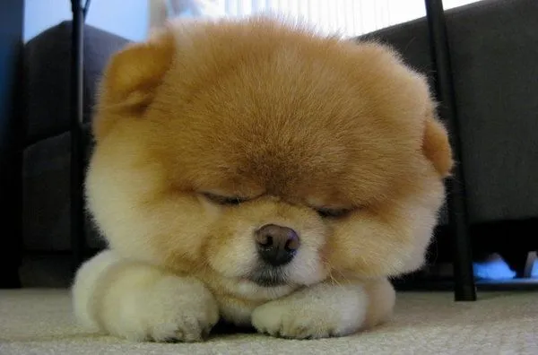 Boo, el perro más 'mono' del mundo suma 1,8 millones de fans en ... Boo, el perro más 'mono' del mundo suma 1,8 millones de fans en ...