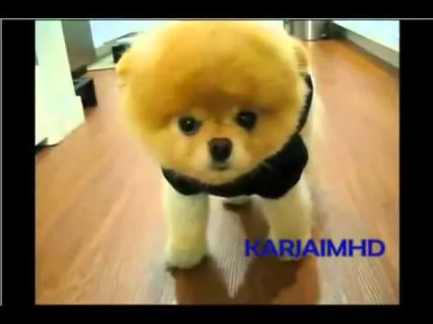 Boo - el perro mas guapo del mundo - YouTube
