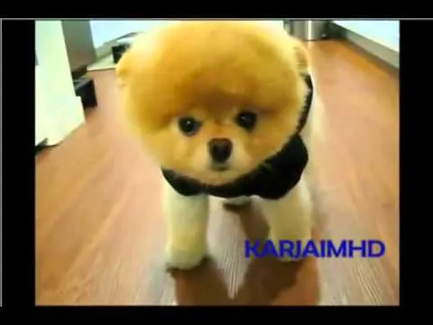 Boo - el perro mas guapo del mundo - YouTube Boo - el perro mas guapo del mundo - YouTube