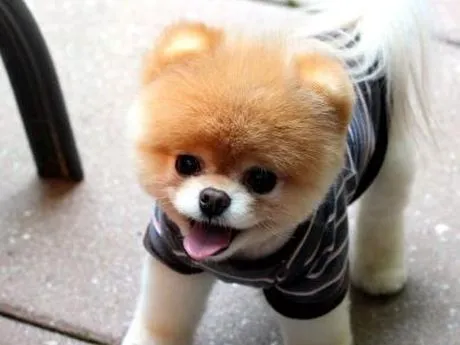 Boo, el perro más lindo del mundo | soychile.cl Boo, el perro más lindo del mundo | soychile.cl