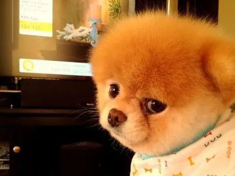 Boo, el perro más lindo del mundo | soychile.cl Boo, el perro más lindo del mundo | soychile.cl