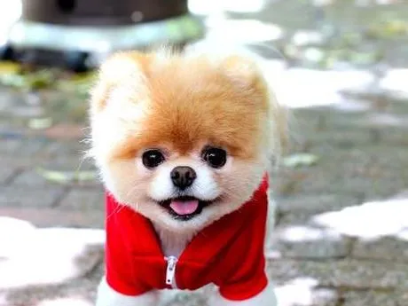 Boo, el perro más lindo del mundo | soychile.cl Boo, el perro más lindo del mundo | soychile.cl