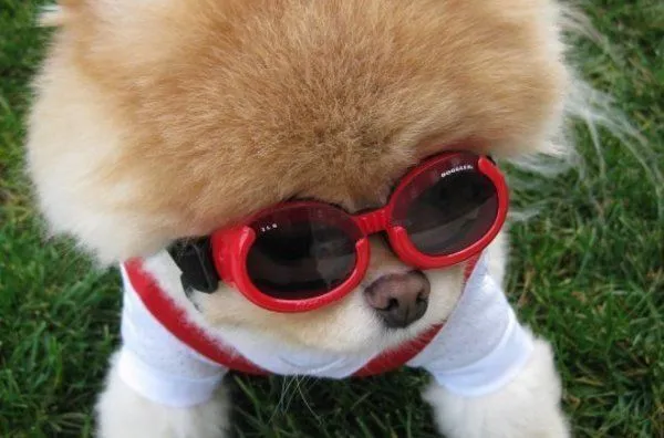 Boo, el perro más "mono" del mundo con gafas de sol Boo, el perro más "mono" del mundo con gafas de sol