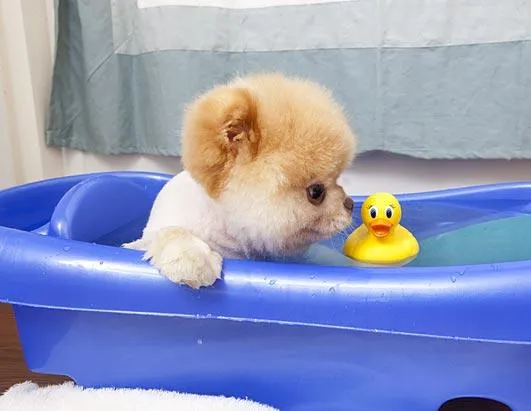 Boo: The Life of the World's Cutest Dog Photos - ABC News Boo: The Life of the World's Cutest Dog Photos - ABC News