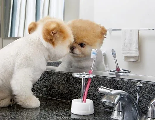Boo: The Life of the World's Cutest Dog Photos - ABC News Boo: The Life of the World's Cutest Dog Photos - ABC News