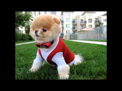 boo" El perro mas lindo del mundo..wmv - YouTube