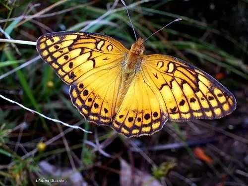 ƹ̵̡ӝ̵̨̄ʒ BORBOLETA ƹ̵̡ӝ̵̨̄ʒ ...