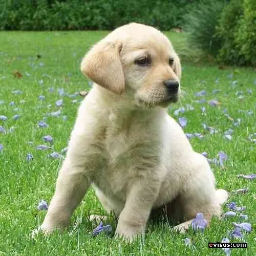 border collie o labrador retriever? "expertos en perros" acudid a ... border collie o labrador retriever? "expertos en perros" acudid a ...