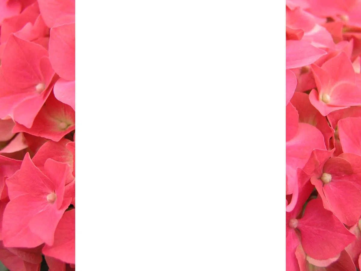 Fondo con bordes de rosas