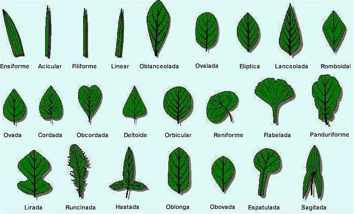 Nombres de tipos de hojas de plantas - Imagui