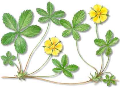 Diccionario online de las plantas medicinales Diccionario online de las plantas medicinales