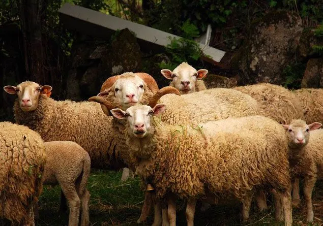 Borregos animados - Imagui