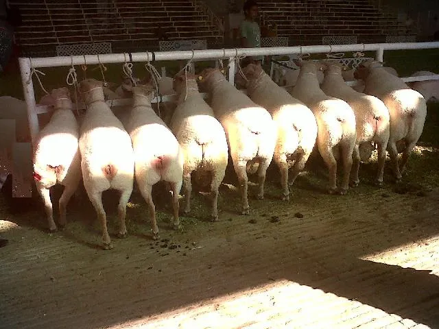 borregos charolais en Santa María del Oro