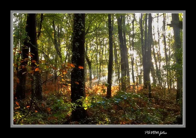 EL BOSQUE ANIMADO 2-F | Flickr - Photo Sharing! EL BOSQUE ANIMADO 2-F | Flickr - Photo Sharing!