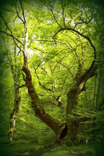 el bosque animado? | Flickr - Photo Sharing! el bosque animado? | Flickr - Photo Sharing!