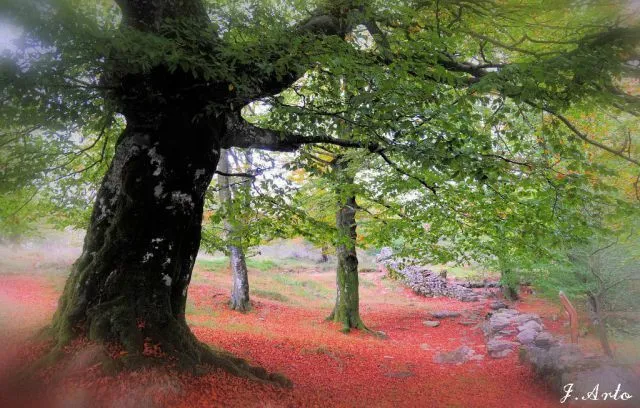 El bosque animado | fotos de Paisajes
