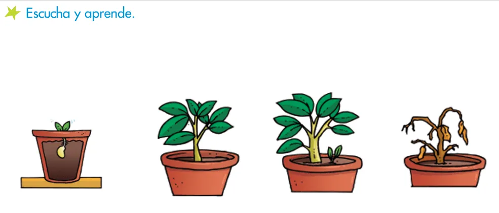 Como nacen las plantas - Imagui