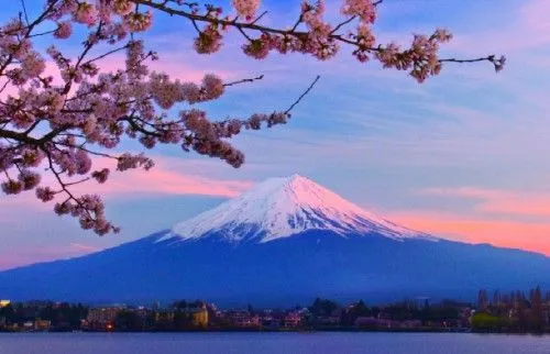 El bosque de Aokigahara, la meca de los suicidas en Japón ...