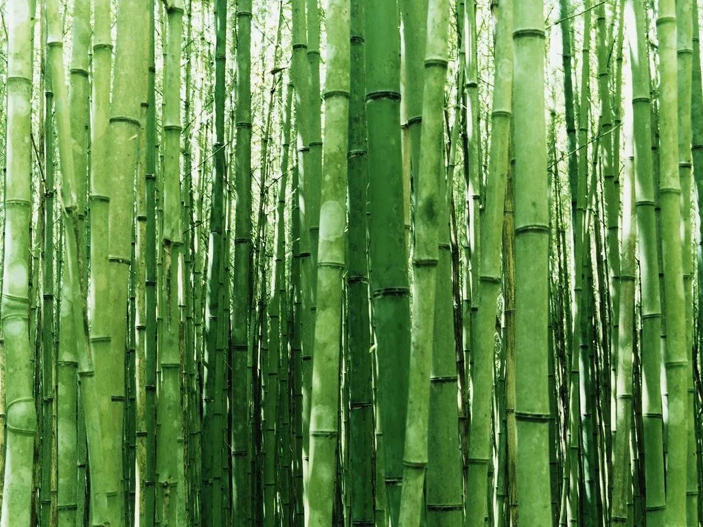 Bosque de Bambú: fuente de biomasa energética | Reciclaje Verde Bosque de Bambú: fuente de biomasa energética | Reciclaje Verde