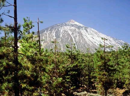 bosque-coniferas.jpg