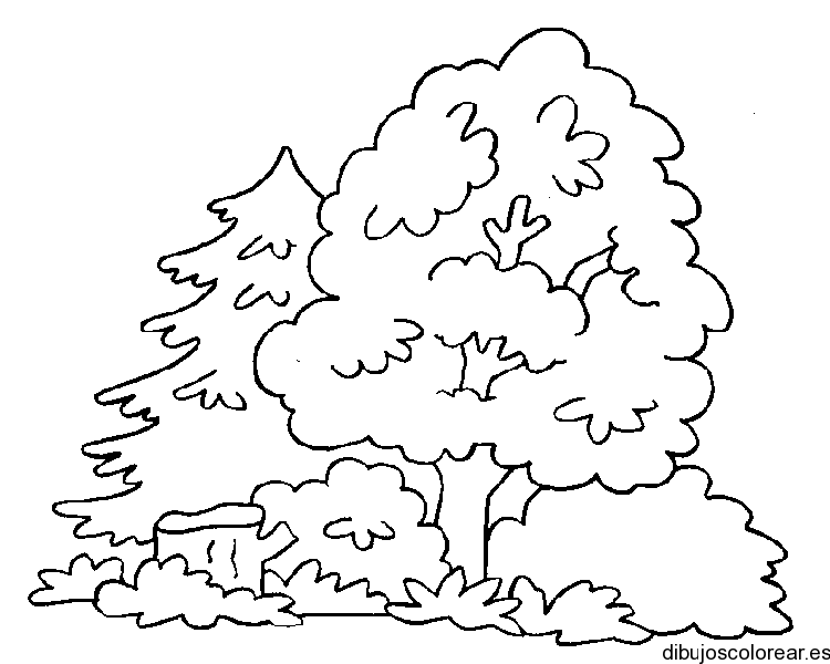 Bosque | Dibujos para Colorear