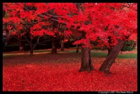 Bosque de los dioses | artelob