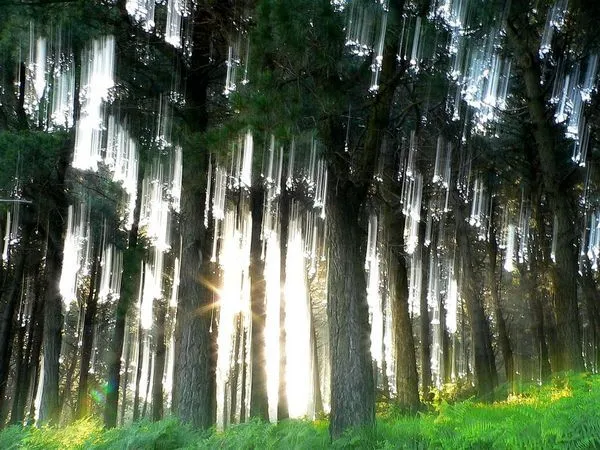 Bosques encantados, tanto reales como no - Taringa!