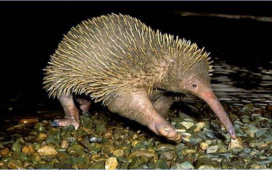 Nuestro Bosque Encantado: Animales Vertebrados Nuestro Bosque Encantado: Animales Vertebrados