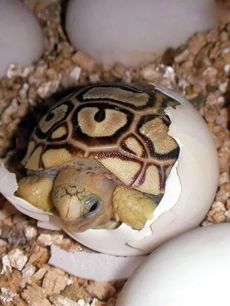 Nuestro Bosque Encantado: Animales Vertebrados