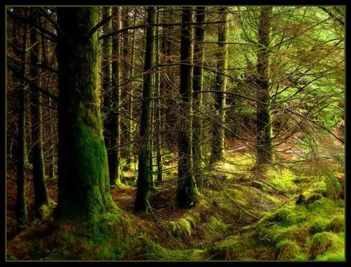ROSANA EN EL PAÍS DE LAS HADAS: Bosques Encantados ROSANA EN EL PAÍS DE LAS HADAS: Bosques Encantados