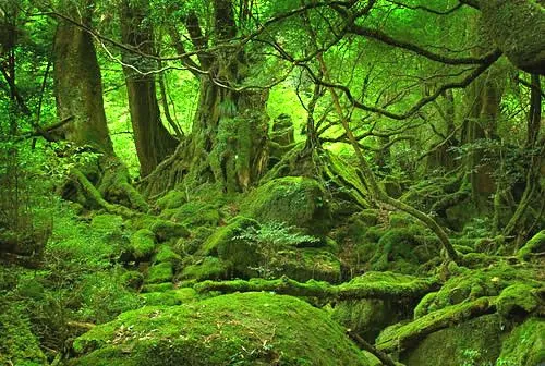 Bosque magico | Bariloche es magico, y aveces te perdes en s ... Bosque magico | Bariloche es magico, y aveces te perdes en s ...