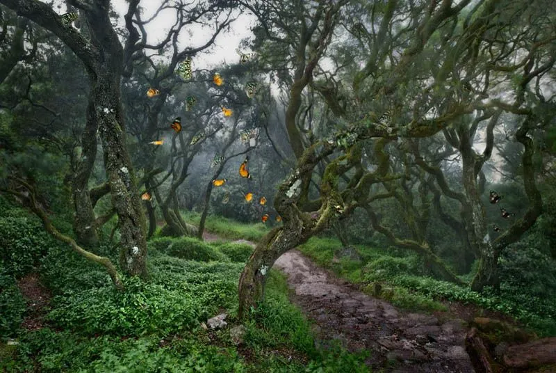 El bosque mágico | Petreraldia.com – Noticias de actualidad de ... El bosque mágico | Petreraldia.com – Noticias de actualidad de ...