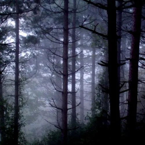 De Un Bosque Oscuro Wallpaper