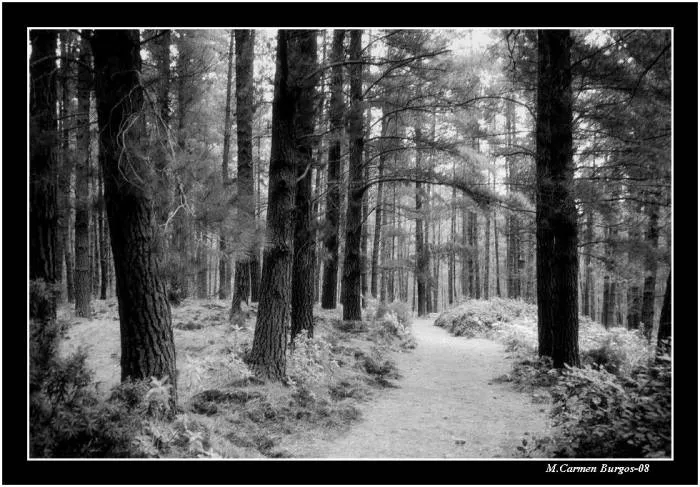 Bosque de pinos M.Carmen Burgos - Artelista. Bosque de pinos M.Carmen Burgos - Artelista.