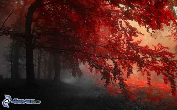 Bosque rojo del otoño