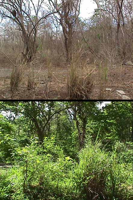 Qué es un Bosque Seco Tropical