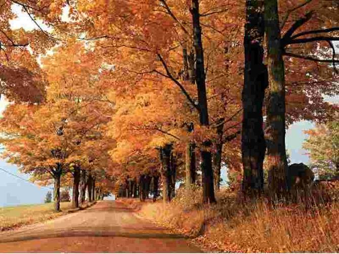 bosque (tarea) by alinus12 on DeviantArt bosque (tarea) by alinus12 on DeviantArt