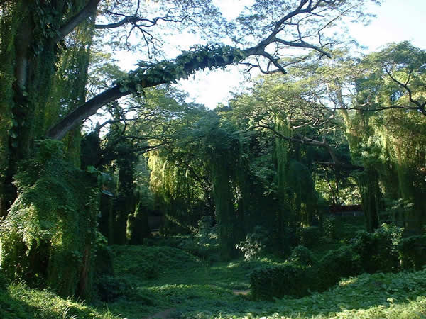EL BOSQUE TRANSFORMADO