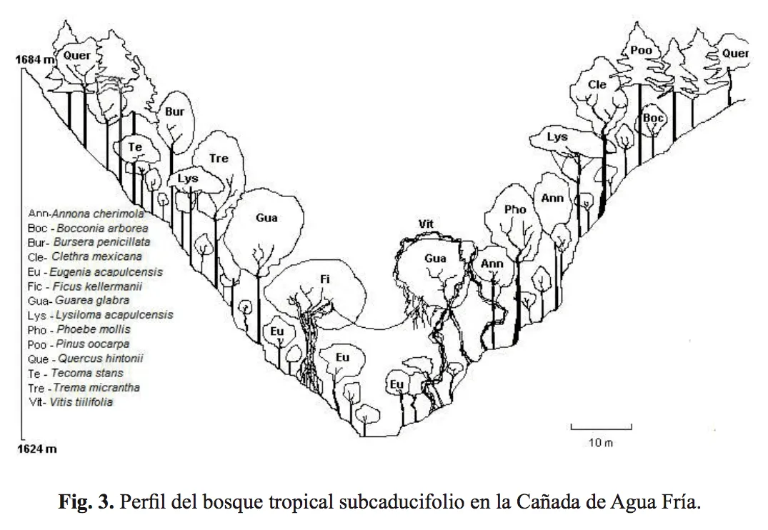 EL BOSQUE TROPICAL SUBCADUCIFOLIO EN DOS CAÑADAS DE TLATLAYA, ESTADO DE MÉXICO EL BOSQUE TROPICAL SUBCADUCIFOLIO EN DOS CAÑADAS DE TLATLAYA, ESTADO DE MÉXICO